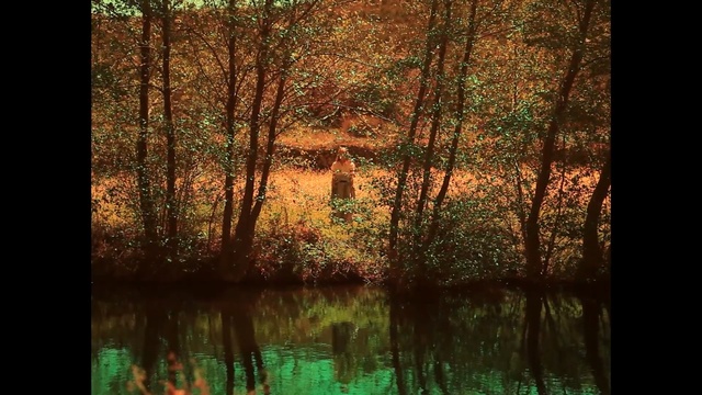 Video Reference: reflection, nature, water, ecosystem, woodland, tree, forest, vegetation, leaf, bayou