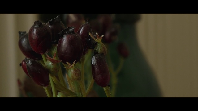 Video Reference: Flower, Plant, Photography, Still life photography, Macro photography, Flowering plant, Fruit