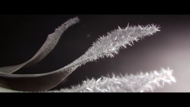 Video Reference: invertebrate, crustacean, animal, black, arthropod