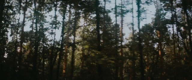 Video Reference: Plant community, Sky, Natural landscape, Terrestrial plant, Wood, Tree, Larch, Trunk, Deciduous, Twig