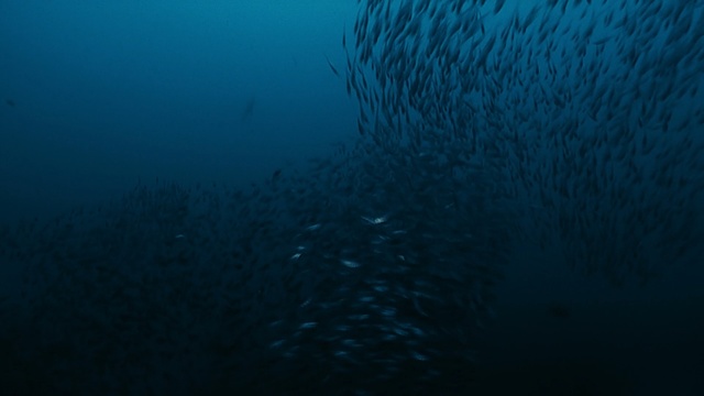 Video Reference: underwater, ecosystem, water, marine biology, sea, atmosphere, ocean, reef, shoal, organism