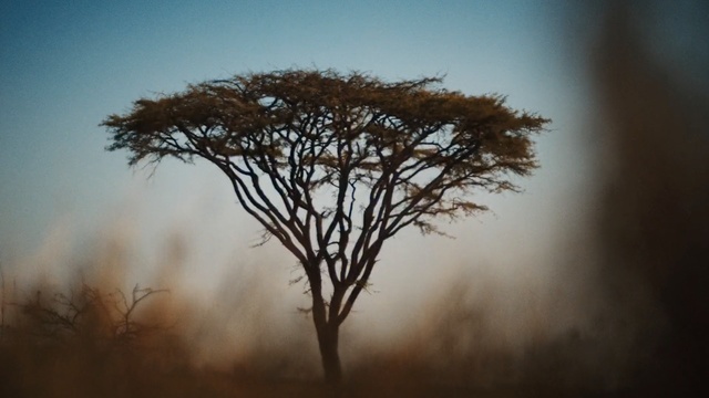 Video Reference: Tree, Sky, Nature, Atmospheric phenomenon, Natural landscape, Branch, Savanna, Woody plant, Morning, Plant, Person