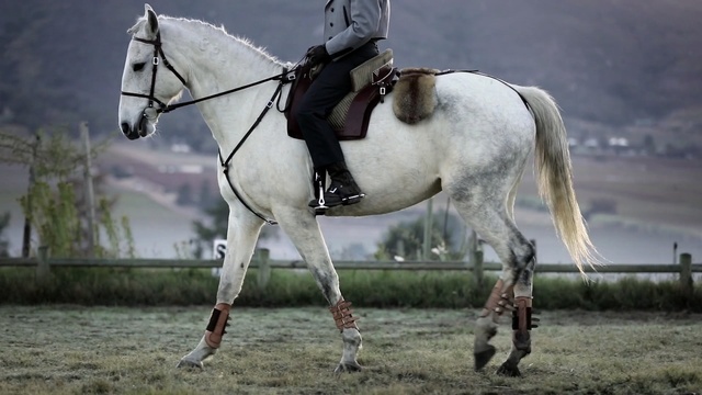 Video Reference: horse, rein, bridle, stallion, horse tack, horse like mammal, mare, english riding, mane, equestrianism