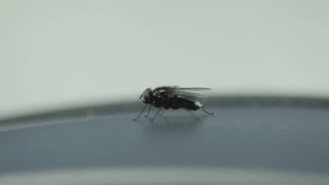 Video Reference: insect, fly, pest, fauna, macro photography, invertebrate, close up, photography, membrane winged insect, arthropod