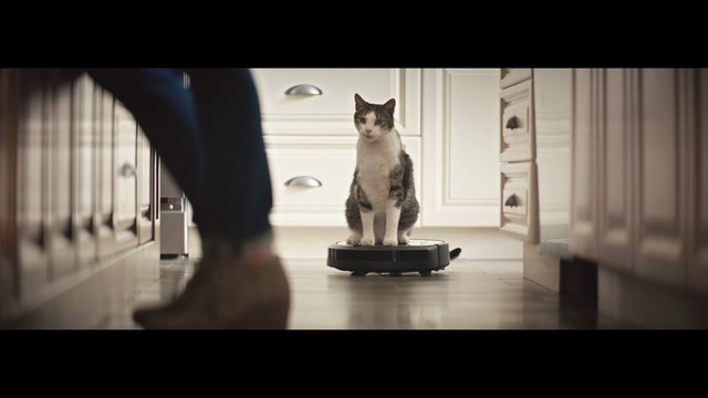 Video Reference: Cat, Mammal, Felidae, Small to medium-sized cats, Whiskers, Snapshot, Black-and-white, Carnivore, Photography, Domestic short-haired cat