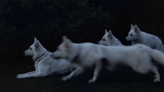 Video Reference: Mammal, Vertebrate, Dog, Canidae, White shepherd, Berger blanc suisse, Carnivore, Dog breed, American eskimo dog, Kishu