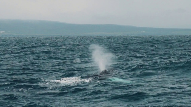 Video Reference: Marine mammal, Sea, Ocean, Water, Marine biology, Geological phenomenon, Wind wave, Cetacea, Whale, Wave