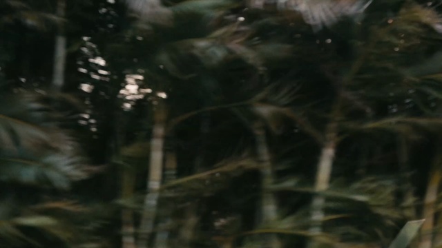 Video Reference: Nature, Natural environment, Vegetation, Forest, Tree, Rainforest, Jungle, Biome, Woodland, Wildlife