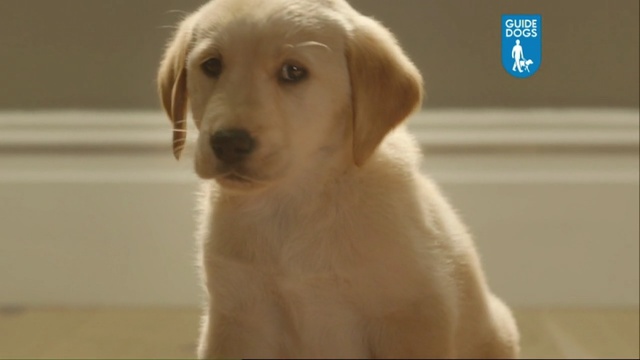 Video Reference: dog, dog like mammal, dog breed, mammal, retriever, labrador retriever, dog breed group, puppy, golden retriever, snout