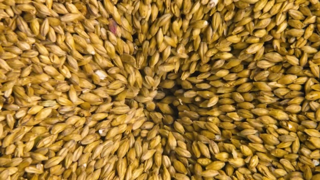 Video Reference: Grain, Triticale, Whole grain, Einkorn wheat, Malt, Farro, Grass family, Barley, Plant, Khorasan wheat