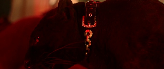 Video Reference: Red, Black, Photograph, Light, Macro photography, Darkness, Brown, Lighting, Photography, Room