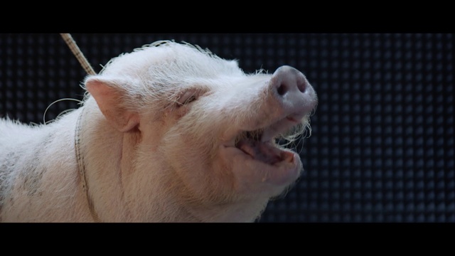 Video Reference: Mammal, Vertebrate, Nose, Snout, Domestic pig, Mouth, Close-up, Suidae, Canidae, Ear