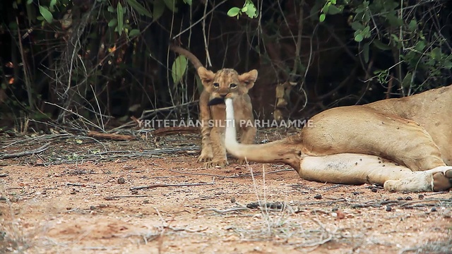 Video Reference: Mammal, Vertebrate, Wildlife, Lion, Terrestrial animal, Felidae, Big cats, Carnivore, Adaptation, Fawn