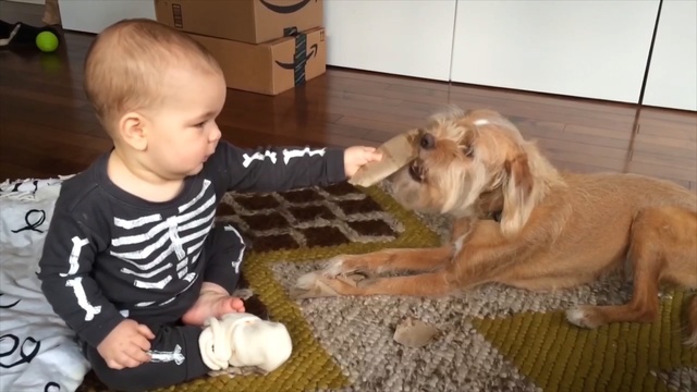 Video Reference: dog, dog like mammal, dog breed, mammal, dog breed group, vertebrate, puppy, carnivoran, snout, toddler, Person