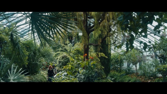 Video Reference: Tree, Vegetation, Nature, Jungle, Palm tree, Natural environment, Arecales, Plant, Terrestrial plant, Forest