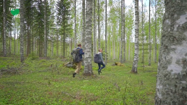 Video Reference: Forest, Woodland, Natural environment, Tree, Nature reserve, Northern hardwood forest, Biome, Wilderness, Old-growth forest, Spruce-fir forest