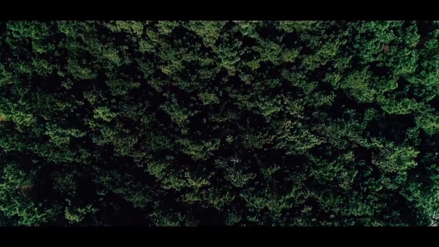 Video Reference: Green, Nature, Vegetation, Black, Leaf, Grass, Natural environment, Tree, Biome, Plant