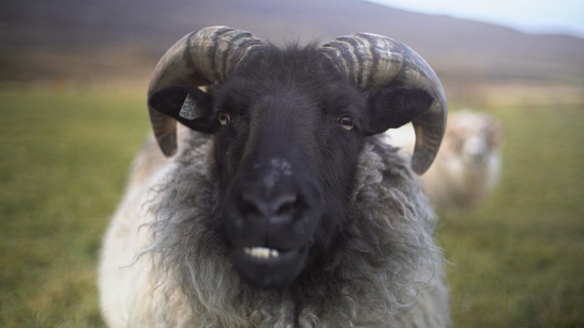 Video Reference: Vertebrate, Mammal, Sheep, Sheep, Horn, Snout, Argali, Livestock, Goats, Terrestrial animal