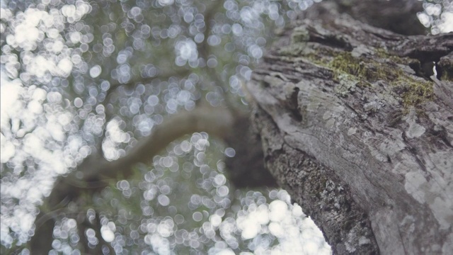 Video Reference: Tree, Water, Branch, Geological phenomenon, Geology, Rock, Formation, Plant