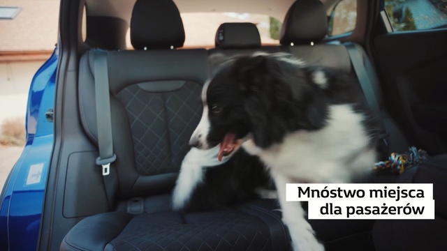 Video Reference: Dog, Canidae, Dog breed, Car seat, Car, Car seat cover, Vehicle, Border collie, Companion dog, Sporting Group