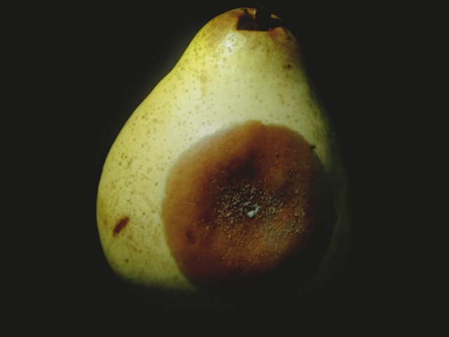 Video Reference: Pear, pear, Plant, Fruit, Tree, Still life photography, Accessory fruit