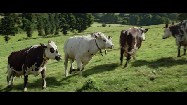 Video Reference: cattle like mammal, dairy cow, pasture, herd, grazing, grassland, grass, meadow, horn, cow goat family, Person