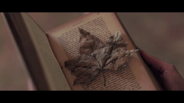 Video Reference: Leaf, Brown, Still life photography, Drawing, Art, Illustration, Organism, Tree, Plant, Photography