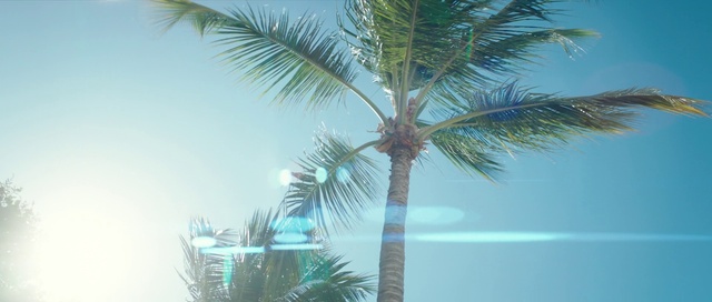 Video Reference: Sky, Light, Azure, Branch, Tree, Arecales, Vegetation, Terrestrial plant, Palm tree, Landscape