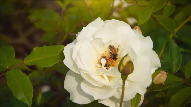 Video Reference: Flower, Flowering plant, White, Petal, Plant, Floribunda, Rose, Rose family, Botany, Gardenia, Person