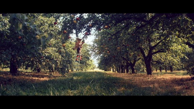 Video Reference: Tree, Nature, Natural landscape, Sunlight, Natural environment, Leaf, Woodland, Green, Vegetation, Light