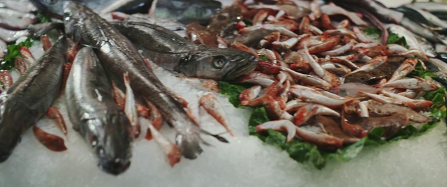 Video Reference: Fish, Fish products, Fish, Oily fish, Seafood, Anchovy, Anchovy (food), Sardine, Food, Cuisine