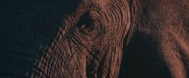 Video Reference: Elephant, Skin, Elephants and Mammoths, Eye, Close-up, African elephant, Wrinkle, Indian elephant, Photography, Wildlife