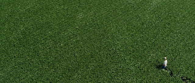 Video Reference: Green, Grass, Artificial turf, Lawn, Plant, Flooring, Grass family, Grassland, Groundcover, Baize