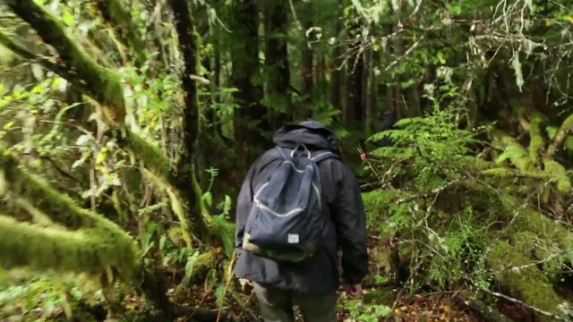 Video Reference: Jungle, Nature reserve, Nature, Wilderness, Forest, Backpacking, Natural environment, Old-growth forest, Rainforest, Vegetation, Person