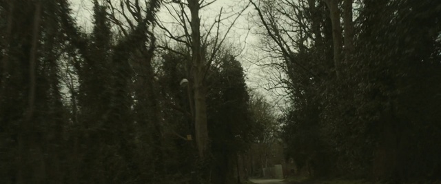 Video Reference: forest, woodland, tree, nature, ecosystem, vegetation, wilderness, woody plant, atmosphere, temperate broadleaf and mixed forest