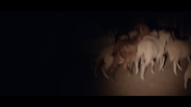 Video Reference: Black, Darkness, Organism, Fiction, Photography, Art, Wildlife