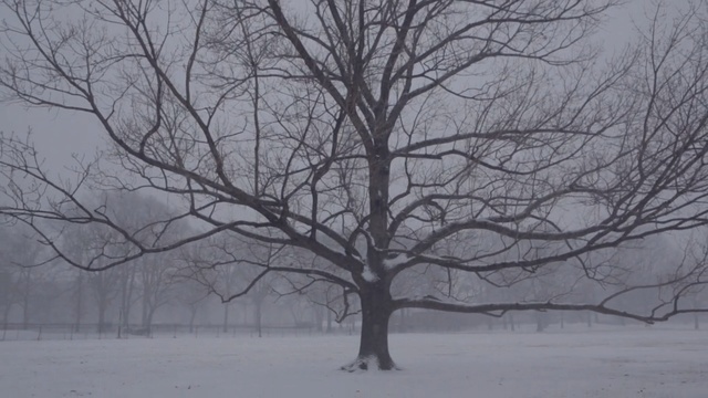 Video Reference: tree, snow, winter, branch, freezing, frost, woody plant, sky, winter storm, blizzard, Person