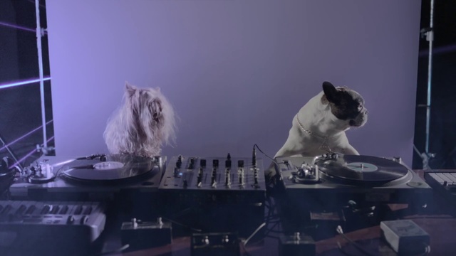 Video Reference: Cat, Sky, Felidae, Small to medium-sized cats, Whiskers, Cloud, Kitten, Carnivore, Fawn