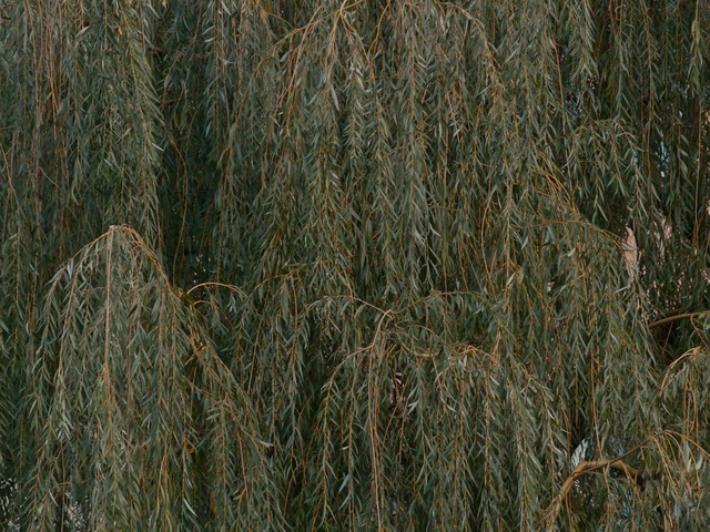 Video Reference: Tree, Grass, Plant, Grass family, Woody plant, Branch, Plant stem, Twig, Trunk, Forest