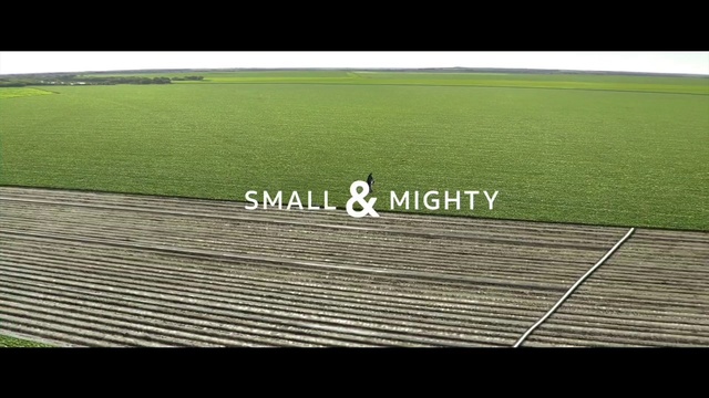 Video Reference: Field, Grass, Sport venue, Line, Artificial turf, Land lot, Grass, Paddy field, Soil, Agriculture