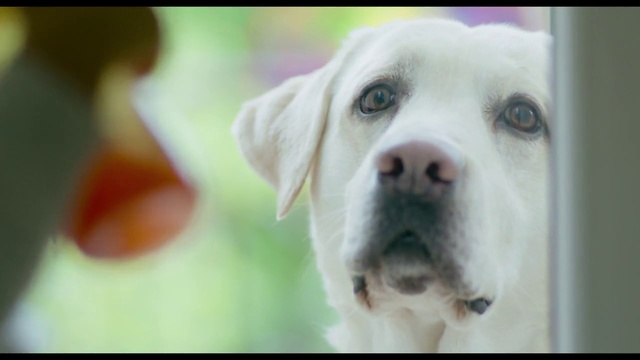 Video Reference: Dog breed, Dog, Canidae, Mammal, Labrador retriever, Nose, Snout, Puppy, Carnivore, Retriever