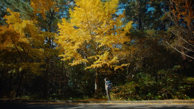 Video Reference: Plant, Natural landscape, Larch, People in nature, Tree, Yellow, Trunk, Deciduous, Twig, Tints and shades