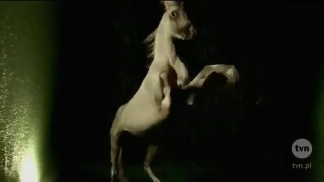 Video Reference: Horse, Mane, Wildlife, Stallion, Mustang horse, Organism, Fictional character, Foal, Mare, Art, Person