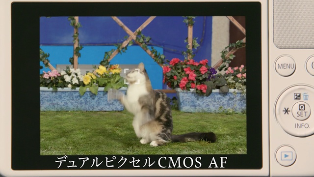 Video Reference: Cat, Felidae, Technology, Photo caption, Electronic device, Display device, Media, Grass, Photography, Carnivore