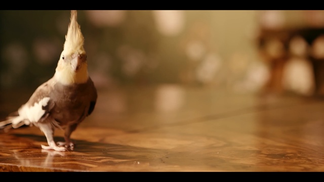 Video Reference: bird, fauna, beak, wildlife, feather, Person