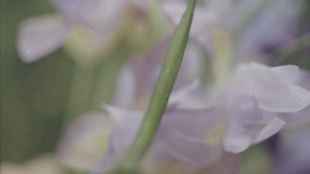 Video Reference: Flower, Flowering plant, Petal, Plant, Lilac, Spring, Lavender, Botany, Macro photography, Plant stem