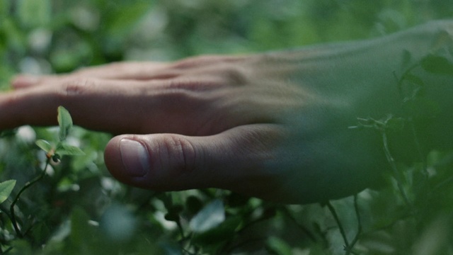 Video Reference: Nature, Green, Leaf, Hand, Finger, Plant, Organism, Adaptation, Flower, Plant stem