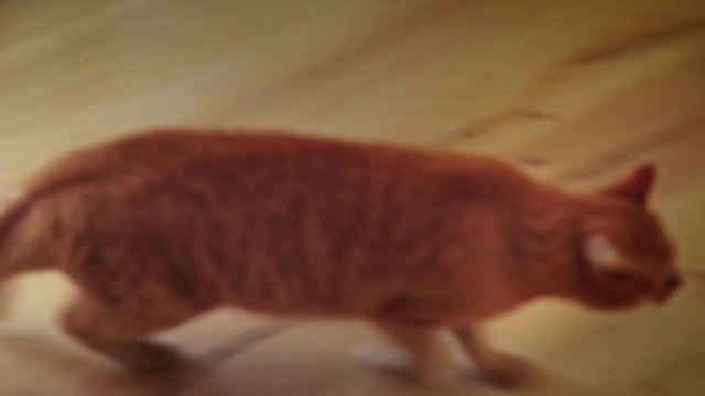 Video Reference: Cat, Mammal, Vertebrate, Felidae, Small to medium-sized cats, Carnivore, Tail, Whiskers, Kitten, Tabby cat