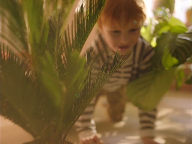 Video Reference: Plant, Fun, Grass, Tree, Adaptation, Child, Arecales, Palm tree, Smile, Person