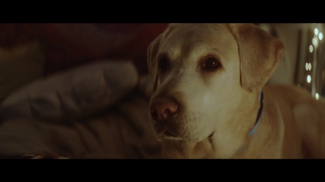 Video Reference: retriever, dog, sporting dog, hunting dog, pet, canine, puppy, breed, doggy, cute, domestic, friend, purebred, brown, adorable, portrait, Person